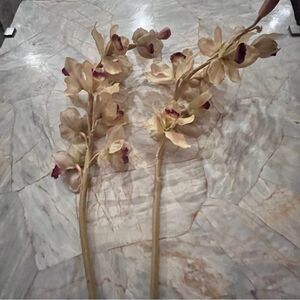 Set of 2 Z Galleries 30" Tall Orchid Cymbidium Stem with Flowers